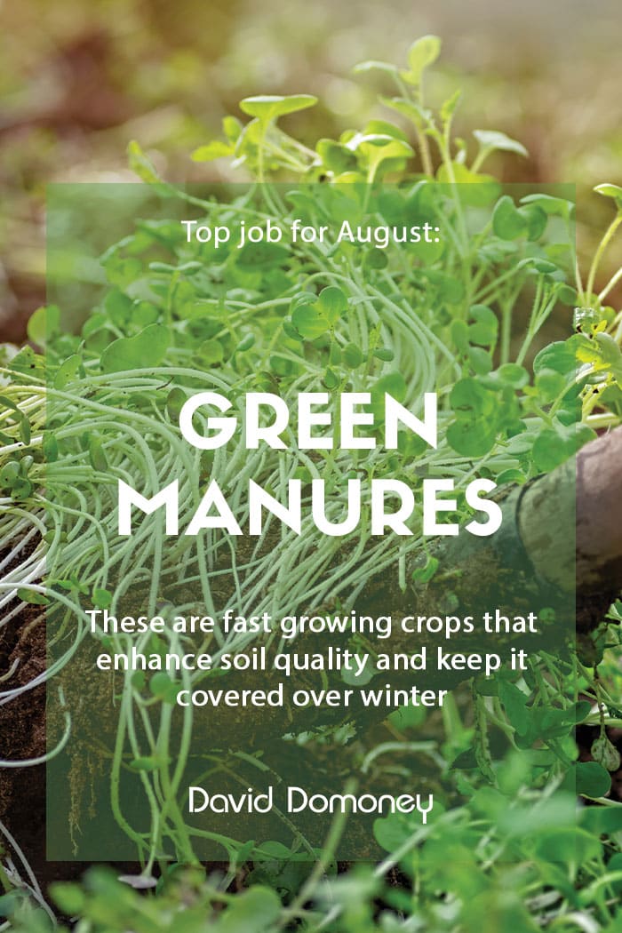 Top job for August: Feeding soil with green manure