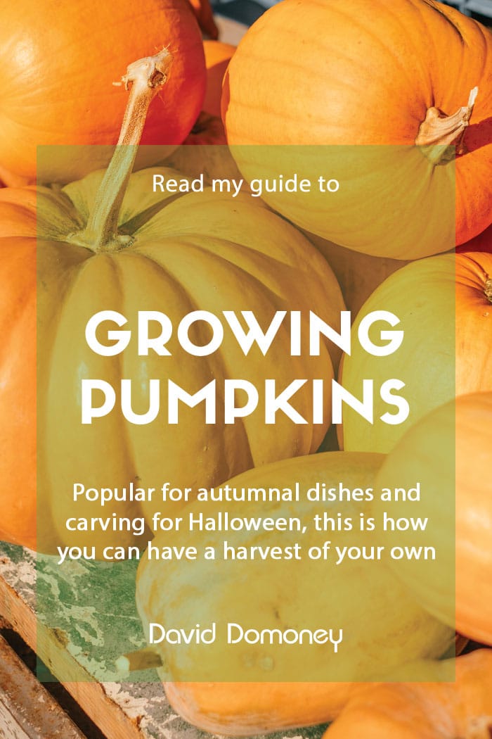 How to grow pumpkins from vines or runners