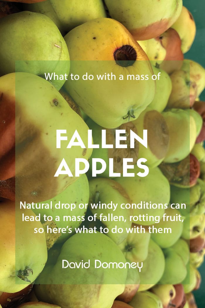 What to do with a mass of rotting fallen apples