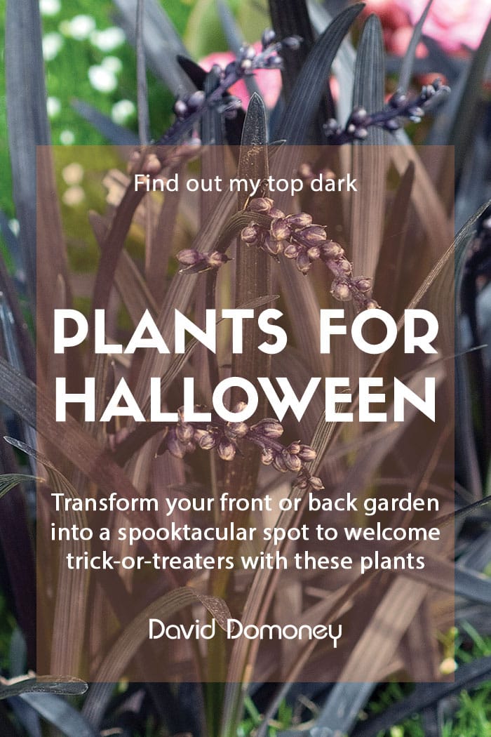 Dark, spooky plants for Halloween