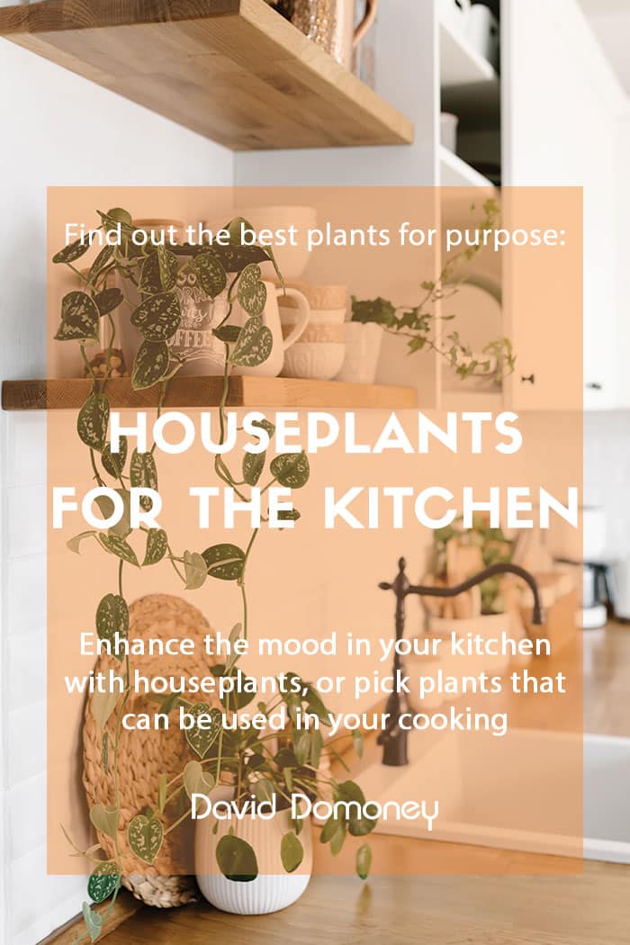 Plants for a purpose: Houseplants for the kitchen