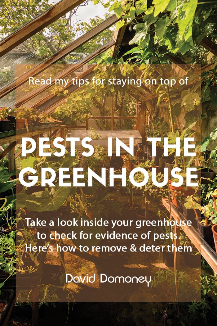 Staying on top of pests in greenhouse