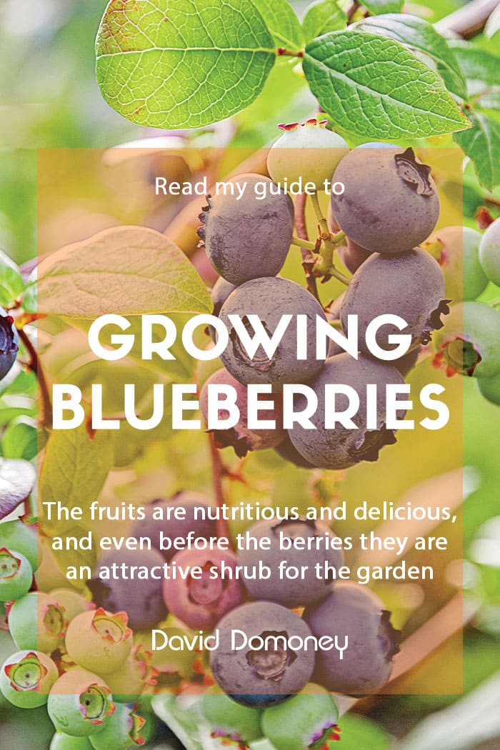 A guide to growing blueberries