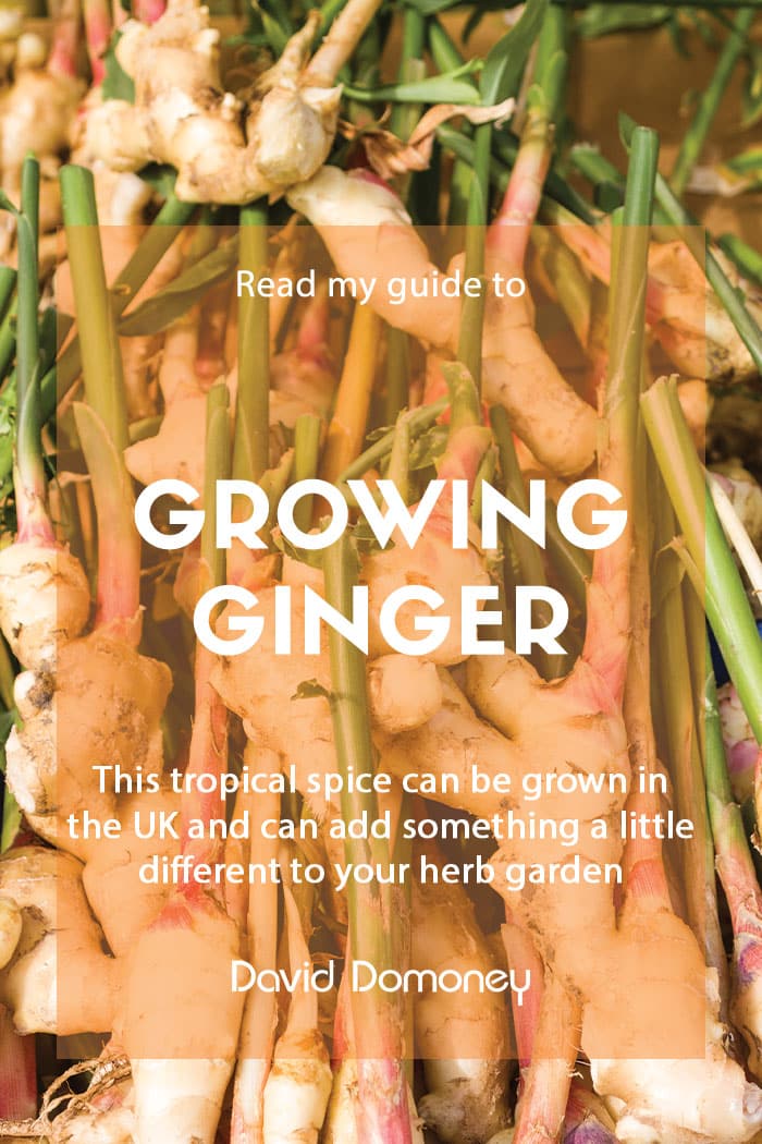 A guide to growing ginger