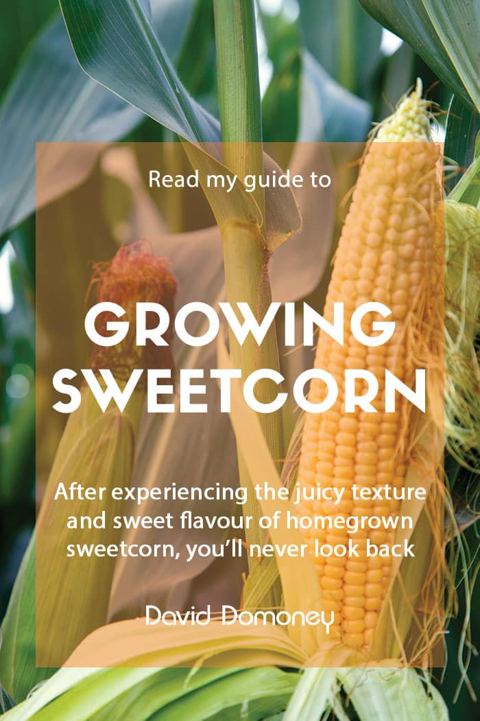 A guide to growing sweetcorn