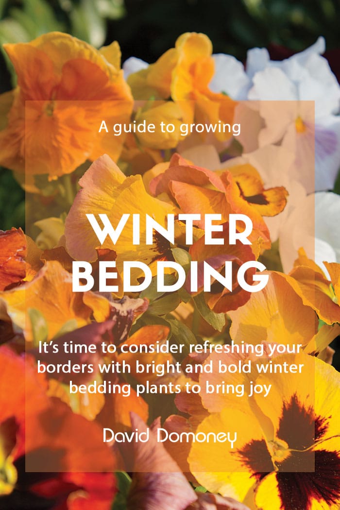 A guide to growing winter bedding plants