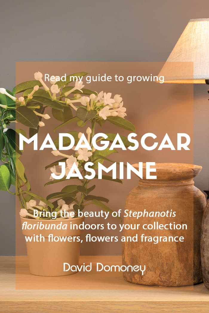 Growing Madagascar jasmine as a houseplant