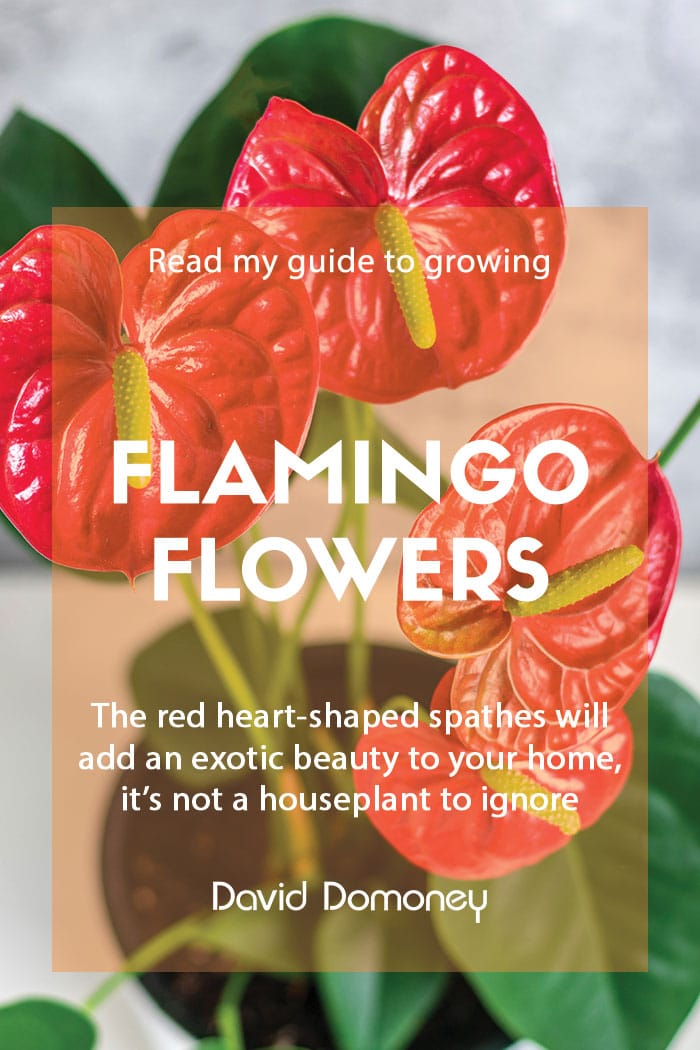 Growing flamingo flower as a houseplant