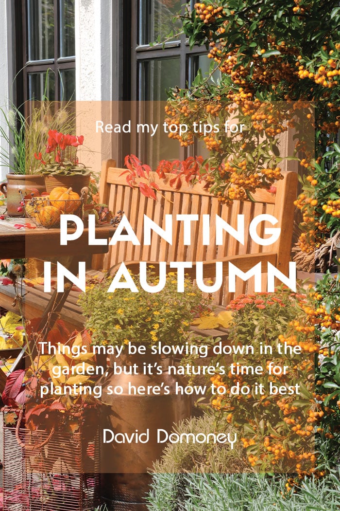 Top tips for planting in autumn