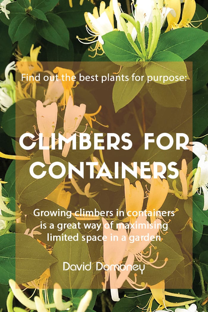 Plants for a purpose: Climbers for containers