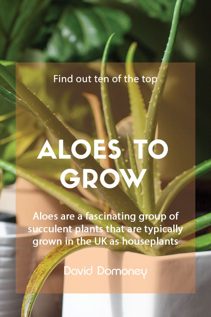 Top ten aloe plants to grow