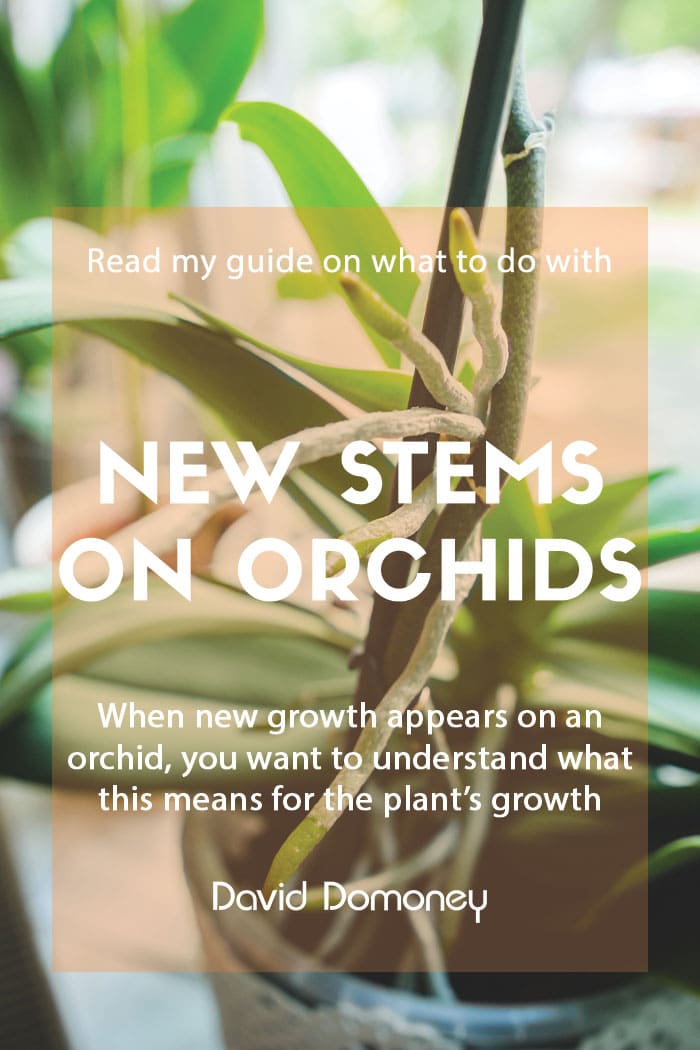 What to do with orchids that are growing new stems