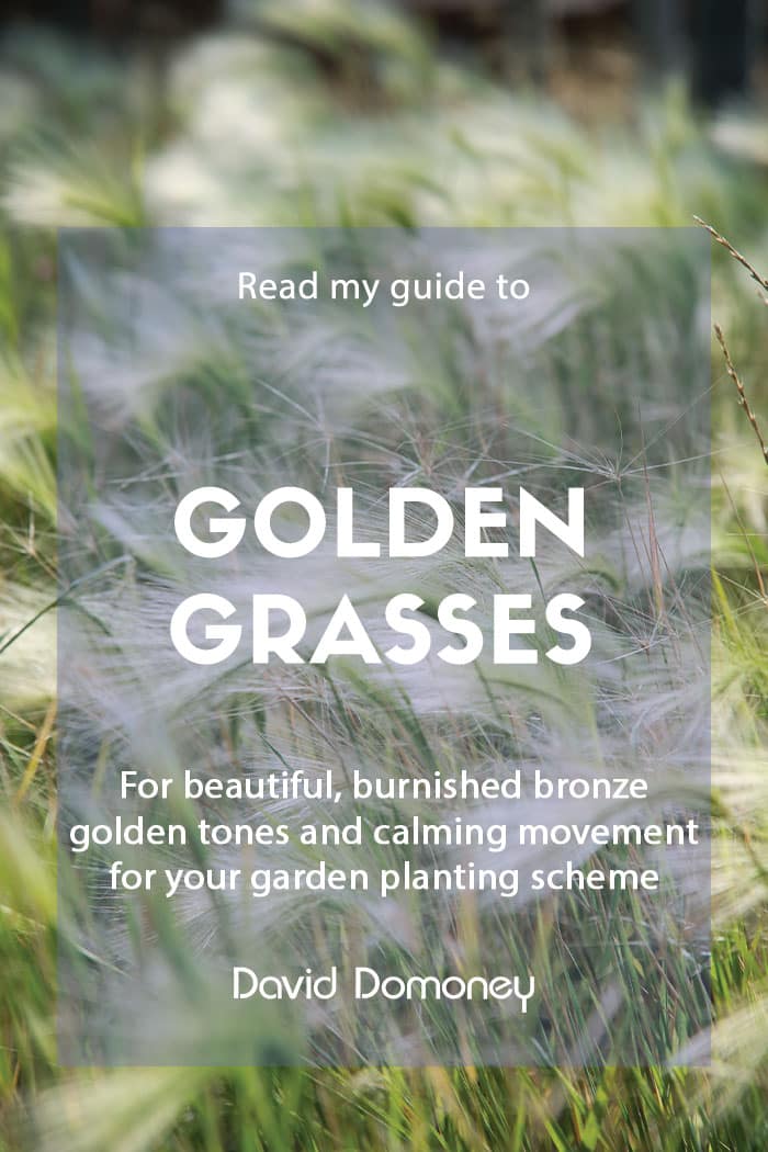 A guide to golden grasses in the garden