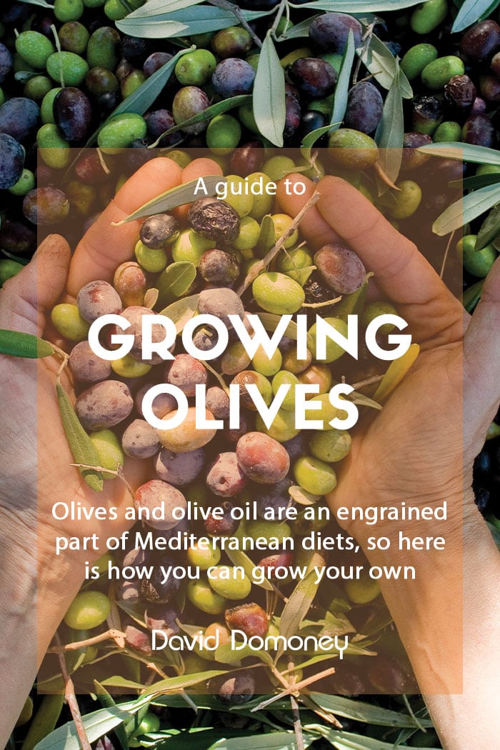 Growing olive trees and making olive oil