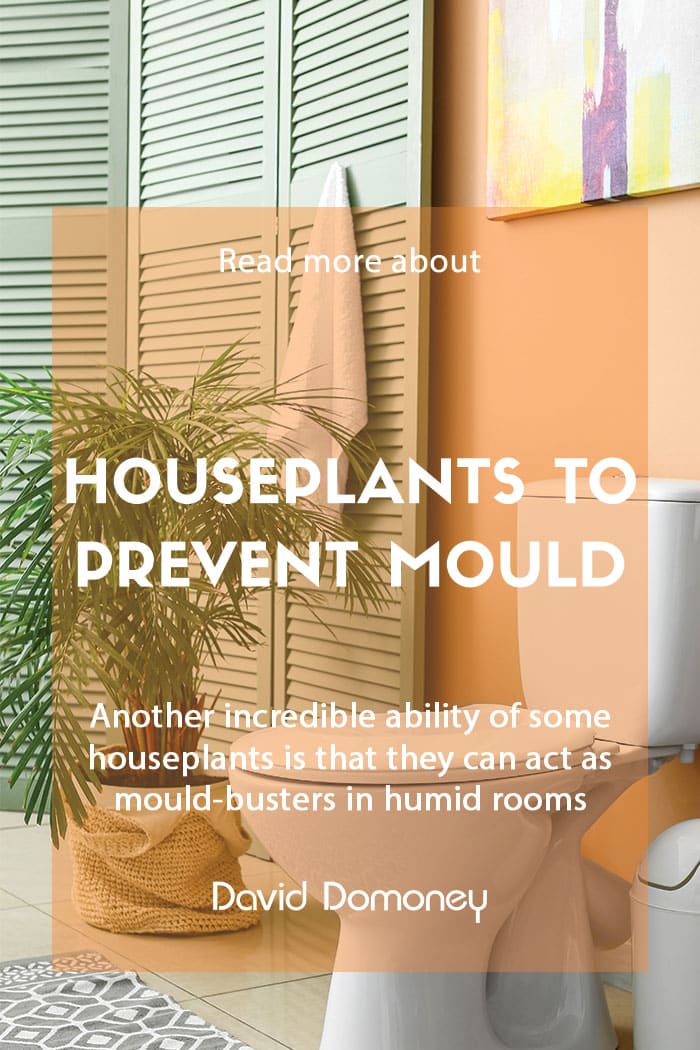 Houseplants that help prevent mould