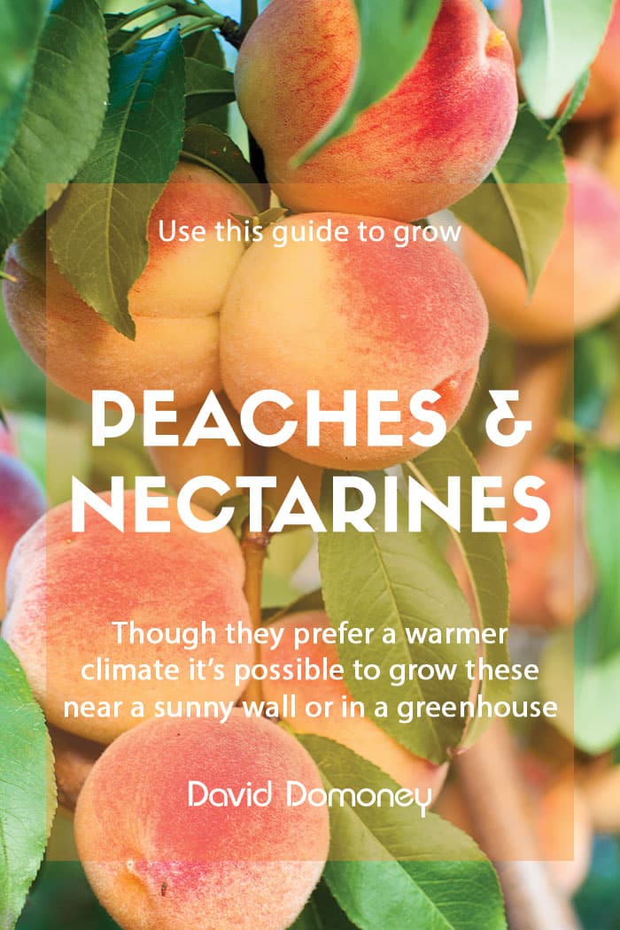 How to grow peaches and nectarines