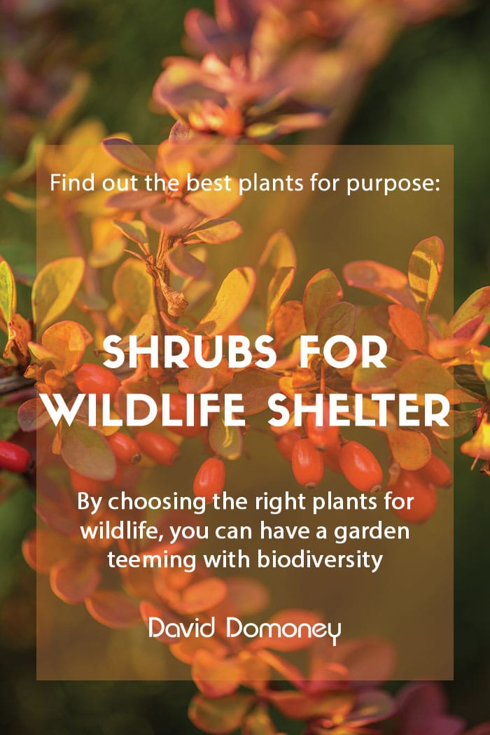 Plants for a purpose: Shrubs for wildlife shelter