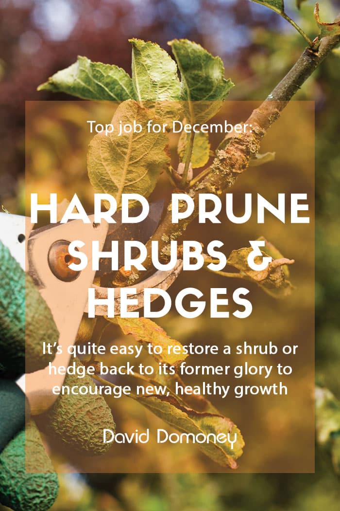 Top job for December - Hard prune overgrown shrubs and hedges