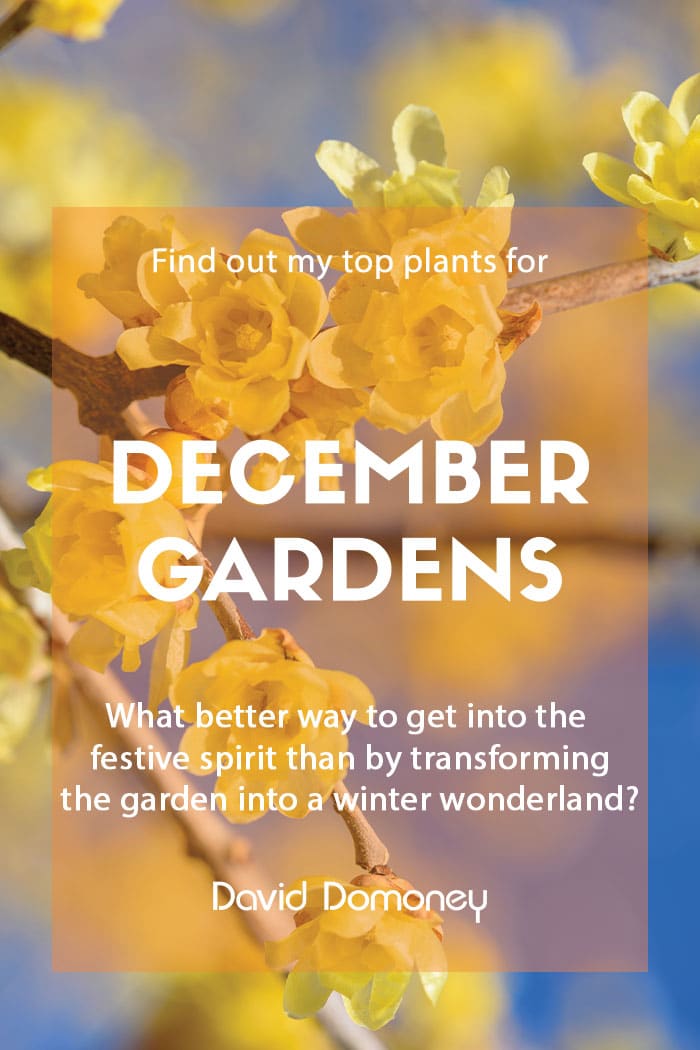 Top ten plants for December gardens