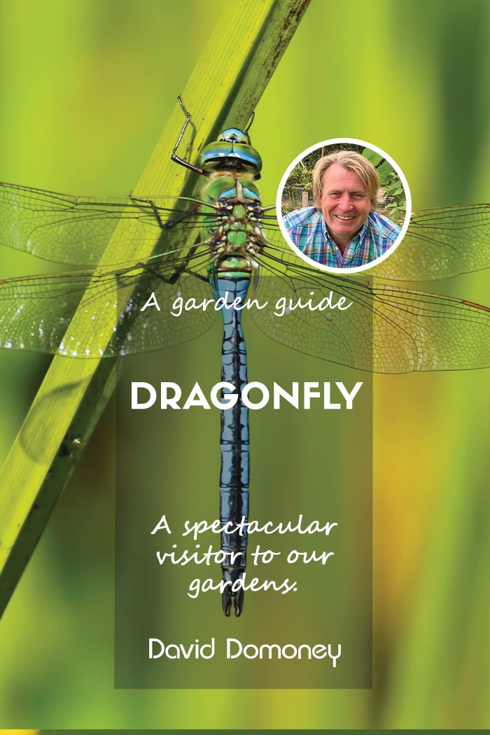 A garden guide to dragonfly