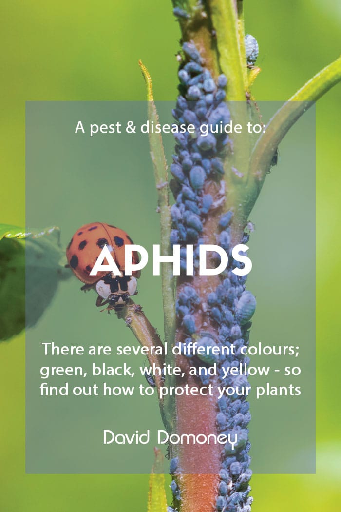 A pest & disease guide to: Aphids