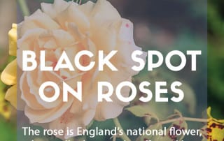 A pest and disease guide to black spot on roses