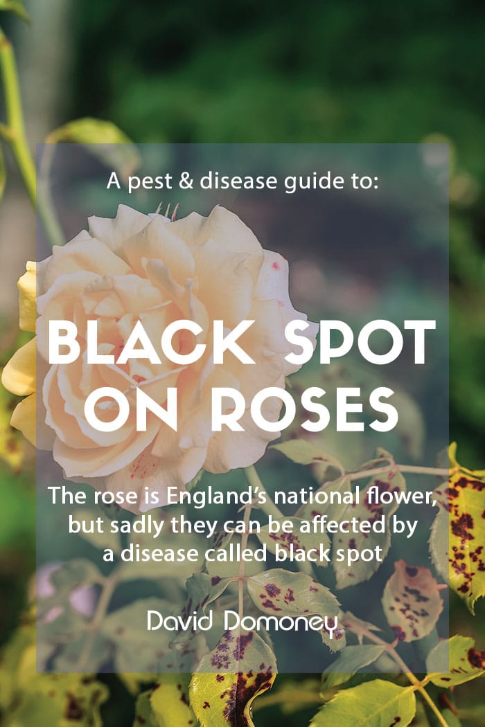 A pest & disease guide to: Black spot on roses