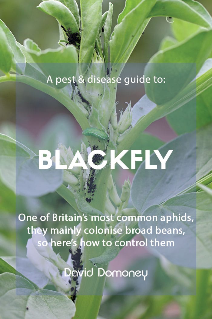 A pest & disease guide to: Blackfly – removing from broad beans