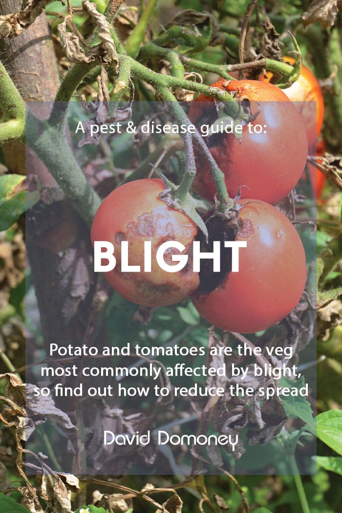 A pest & disease guide to: Blight