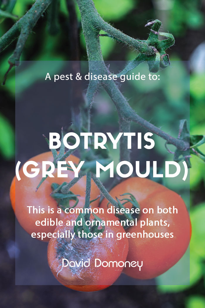 A pest & disease guide to: Botrytis (grey mould)