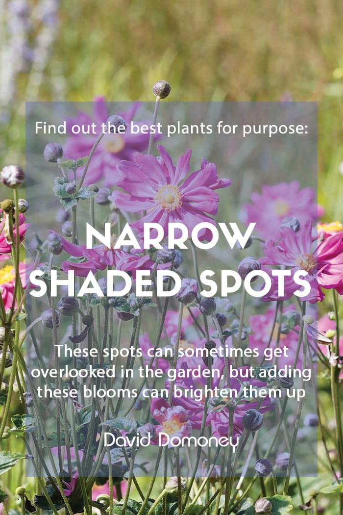 Plants for a purpose: Plants for narrow shaded spots