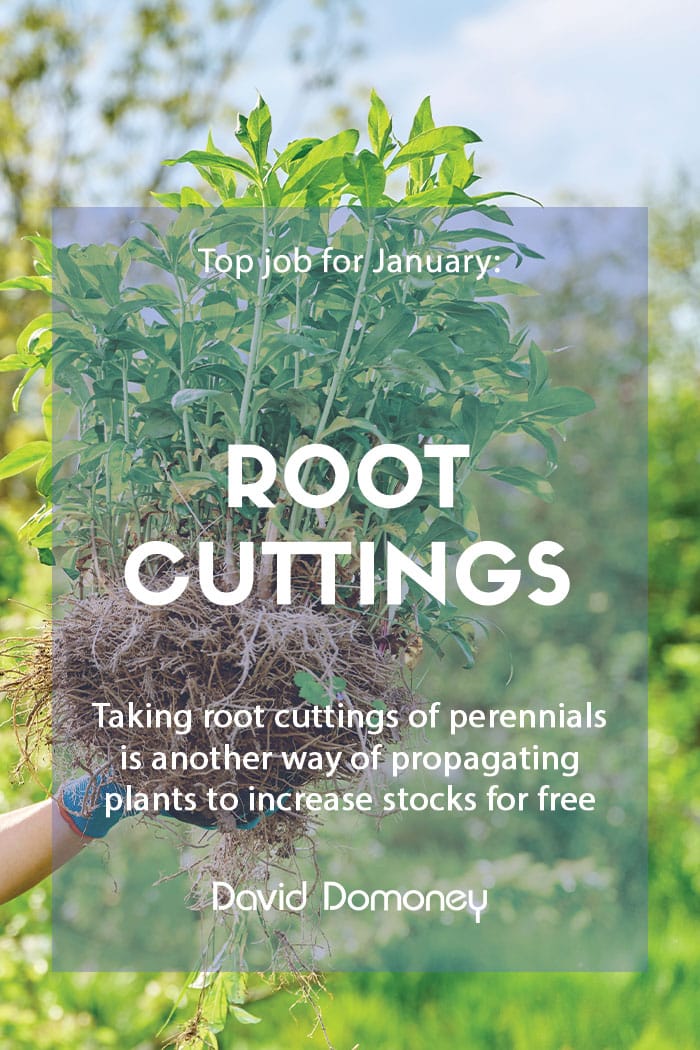 Top job for January: Take root cuttings of perennials