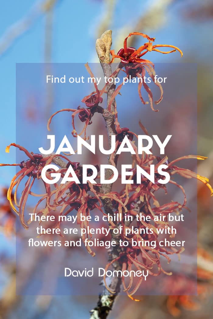 Top ten plants for January gardens 2023