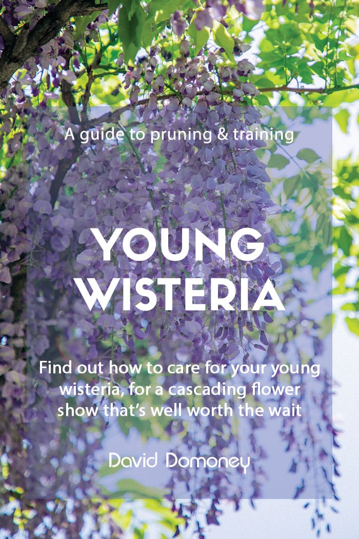 A guide to pruning and training young wisteria