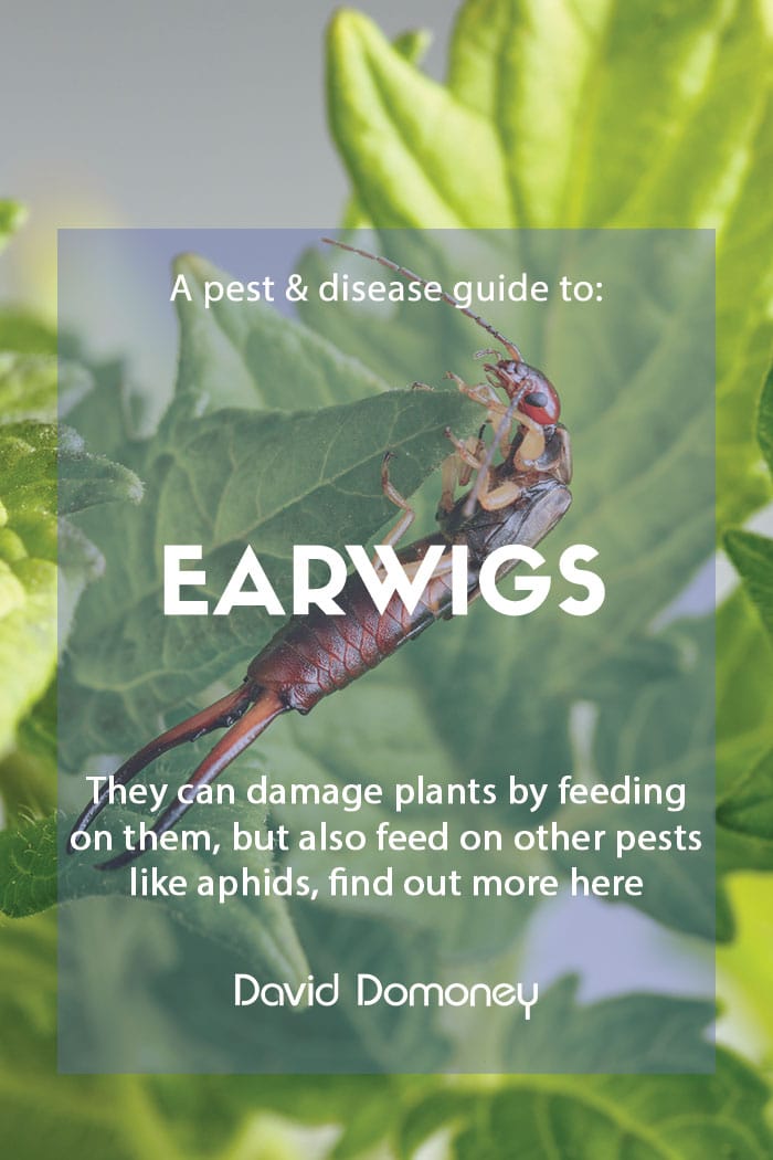 A pest & disease guide to: Earwigs