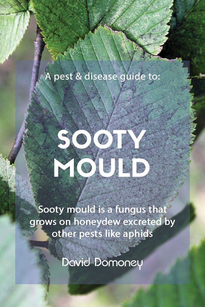 A pest & disease guide to: Sooty mould