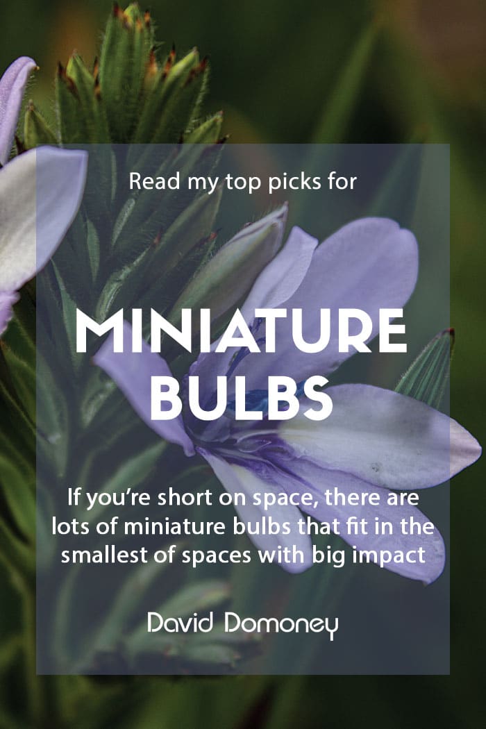 Miniature bulbs for spring and summer