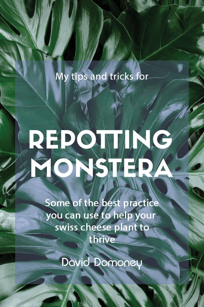 How to repot Monstera