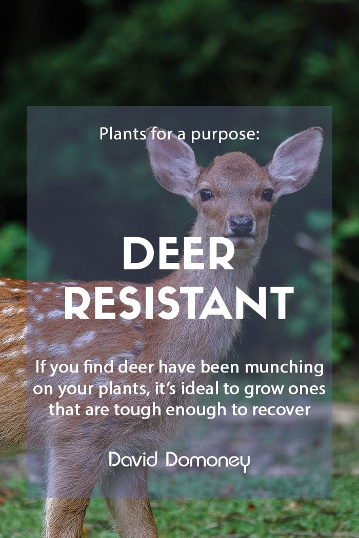 deer resistant plants feature p4p february 2023