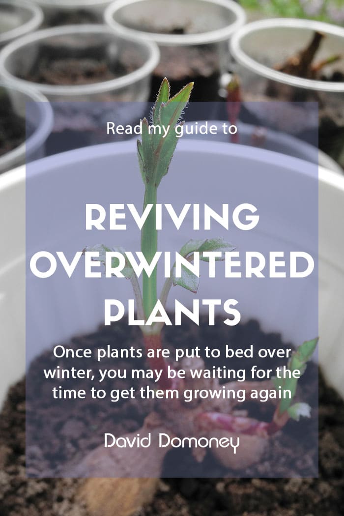 Reviving overwintered plants