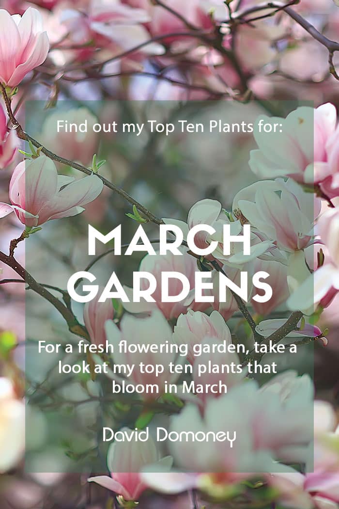 Top ten plants for March gardens 2023