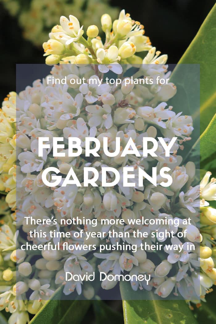 Top ten plants for February gardens 2023