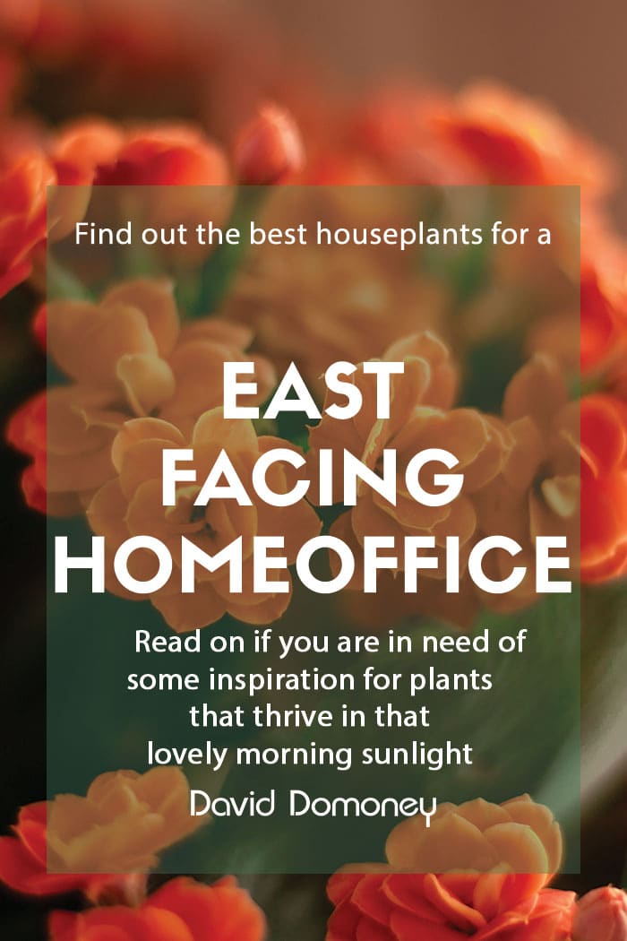 Houseplants for an East-facing home office