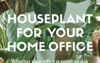 Houseplants for your home office.