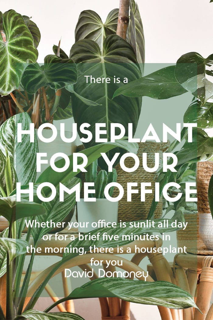 Houseplants for every home office