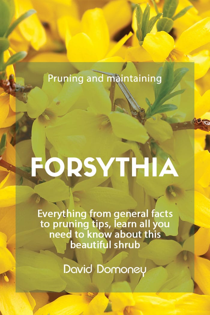 How to look after Forsythia?