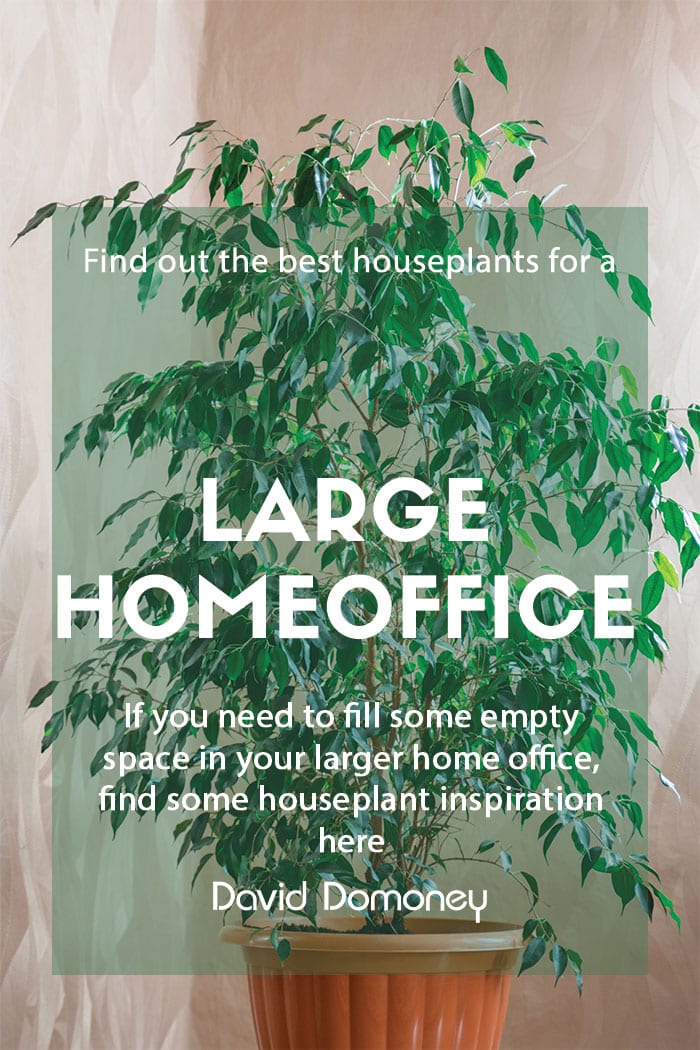 Houseplants for a large home office