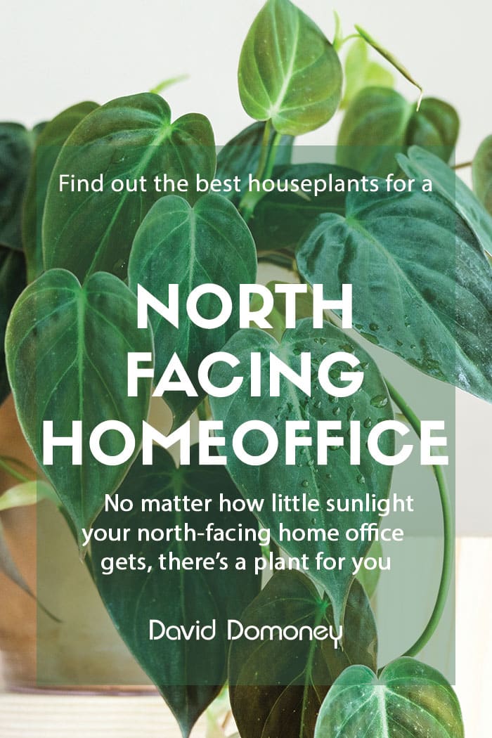 Houseplants for a North-facing home office