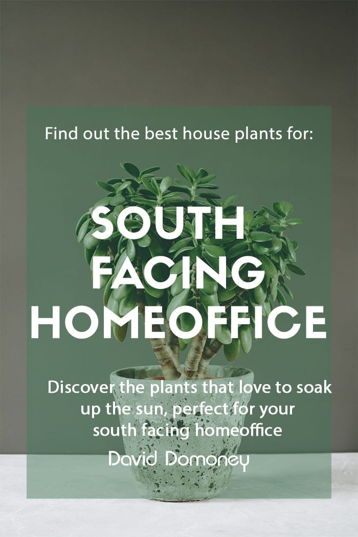 Houseplants for a South-Facing home office