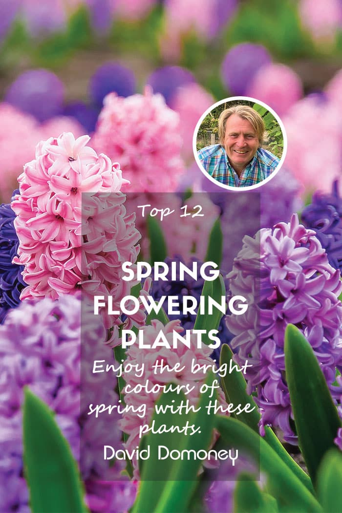 12 best spring-flowering plants for a colourful garden